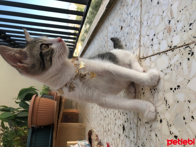 Tekir Kedi, Kedi  Umay doçka fotoğrafı