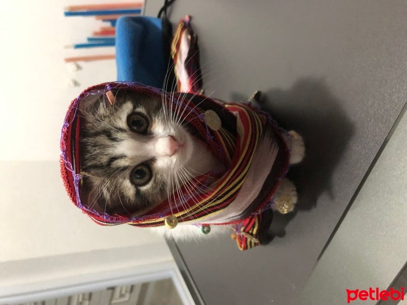 Tekir Kedi, Kedi  Umay doçka fotoğrafı