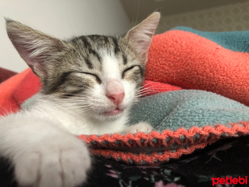 Tekir Kedi, Kedi  Umay doçka fotoğrafı