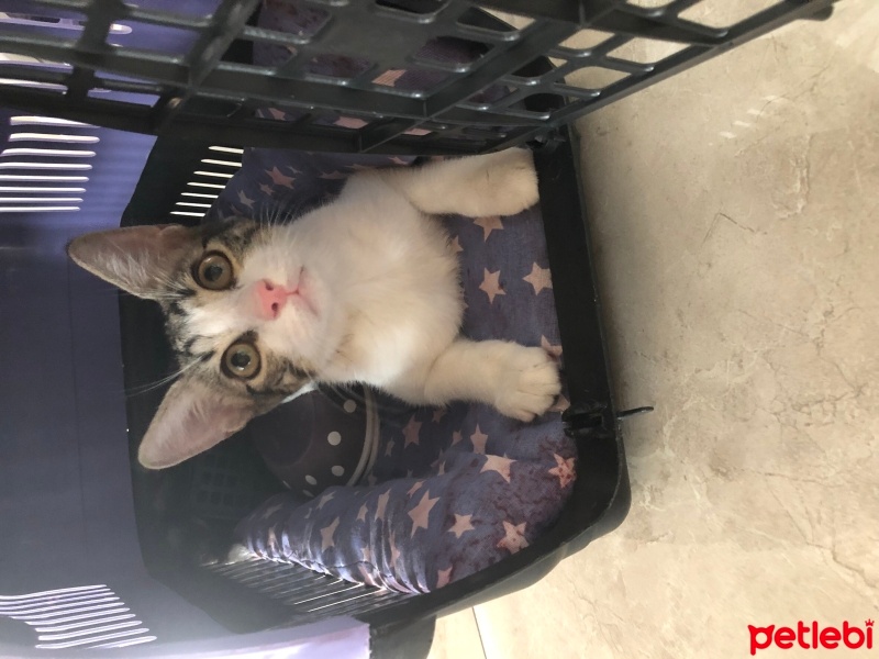 Tekir Kedi, Kedi  Umay doçka fotoğrafı