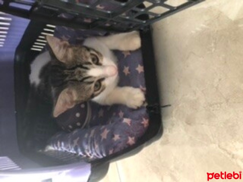 Tekir Kedi, Kedi  Umay doçka fotoğrafı