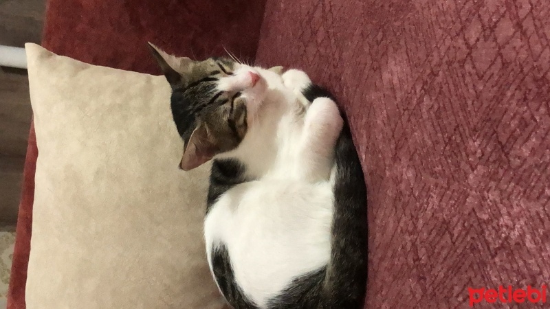 Tekir Kedi, Kedi  Umay doçka fotoğrafı