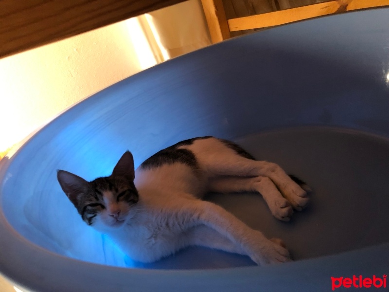 Tekir Kedi, Kedi  Umay doçka fotoğrafı