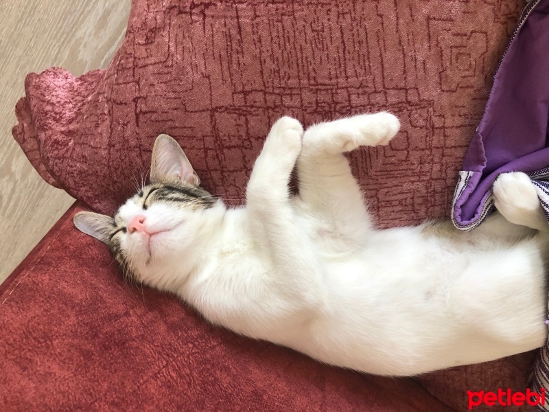 Tekir Kedi, Kedi  Umay doçka fotoğrafı