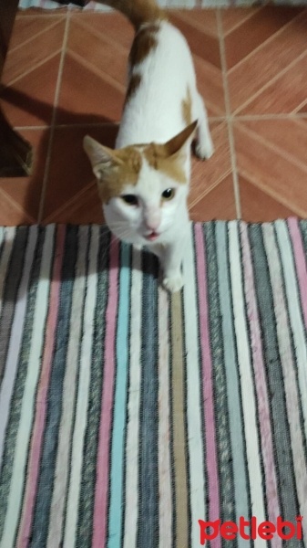 Tekir Kedi, Kedi  Umay doçka fotoğrafı