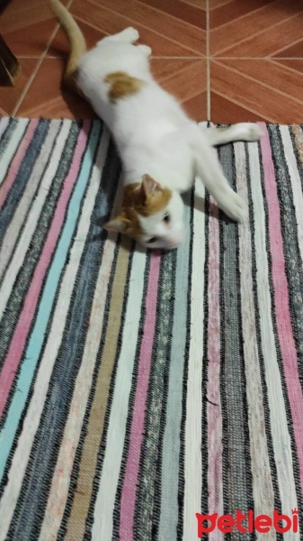 Tekir Kedi, Kedi  Umay doçka fotoğrafı