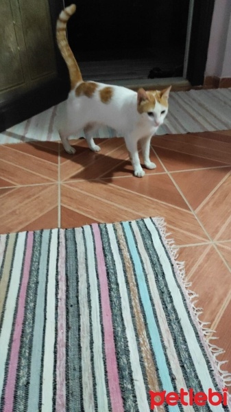 Tekir Kedi, Kedi  Umay doçka fotoğrafı