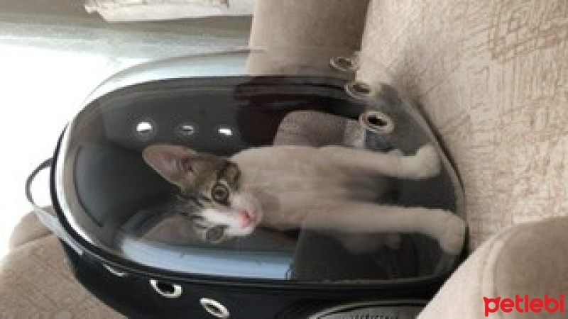 Tekir Kedi, Kedi  Umay doçka fotoğrafı