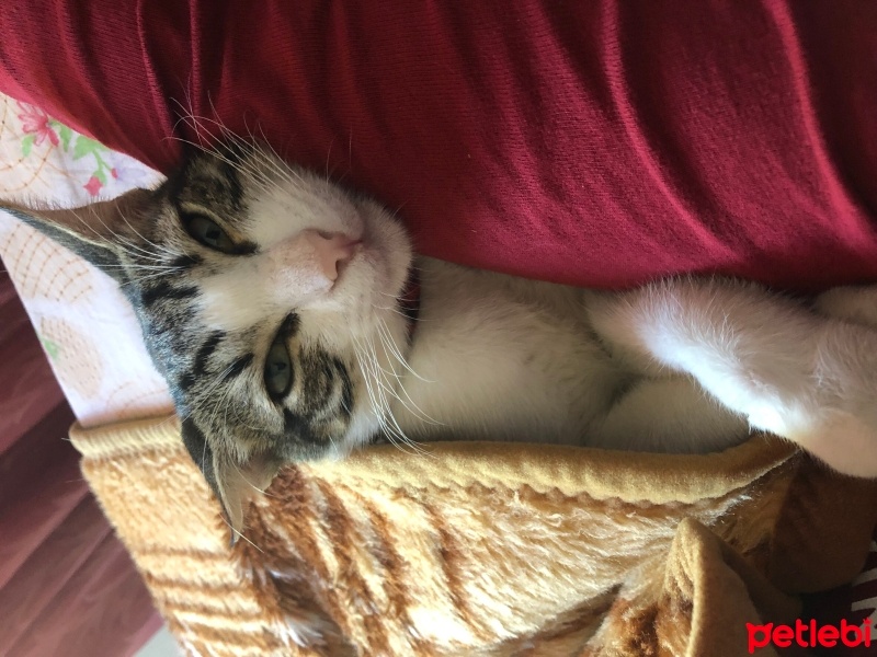 Tekir Kedi, Kedi  Umay doçka fotoğrafı