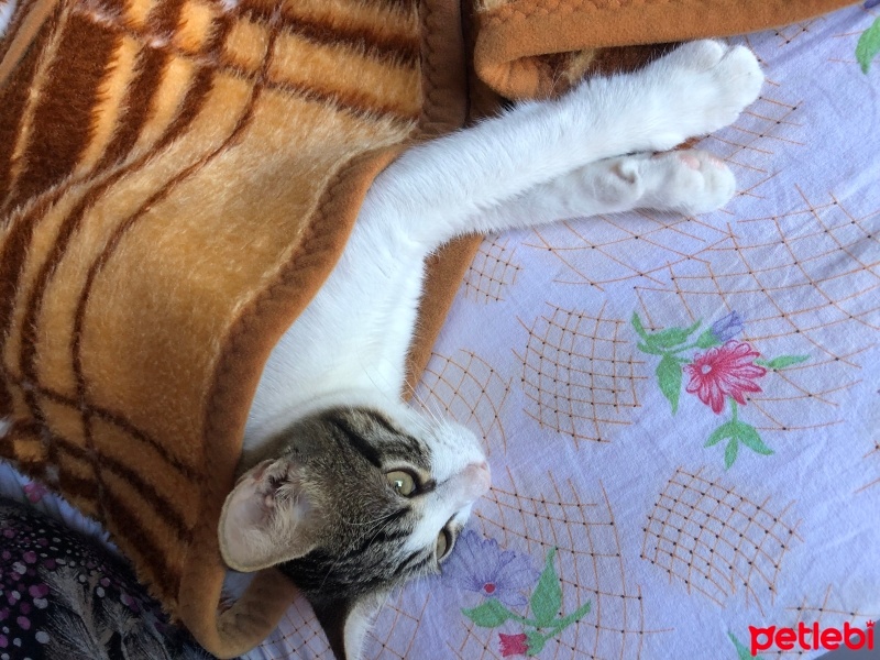 Tekir Kedi, Kedi  Umay doçka fotoğrafı