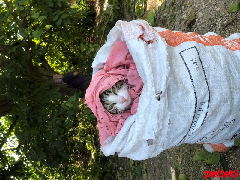 Tekir Kedi, Kedi  Umay doçka fotoğrafı