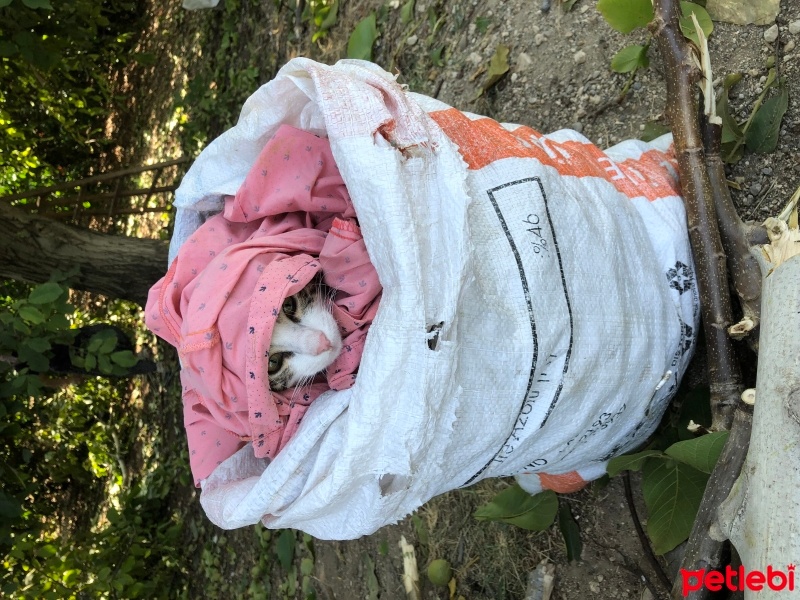 Tekir Kedi, Kedi  Umay doçka fotoğrafı