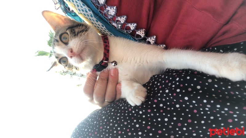 Tekir Kedi, Kedi  Umay doçka fotoğrafı