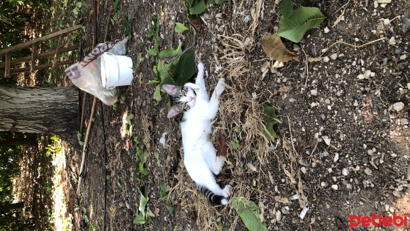 Tekir Kedi, Kedi  Umay doçka fotoğrafı