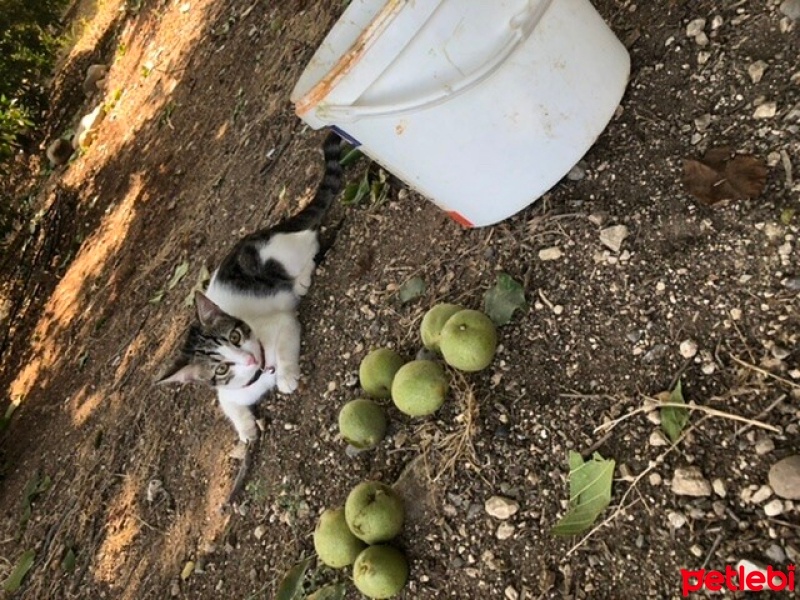 Tekir Kedi, Kedi  Umay doçka fotoğrafı