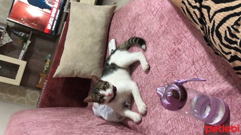 Tekir Kedi, Kedi  Umay doçka fotoğrafı