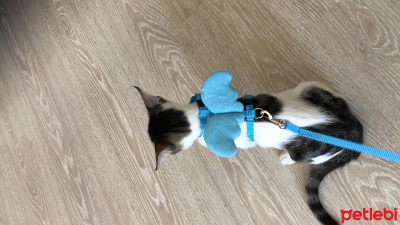 Tekir Kedi, Kedi  Umay doçka fotoğrafı