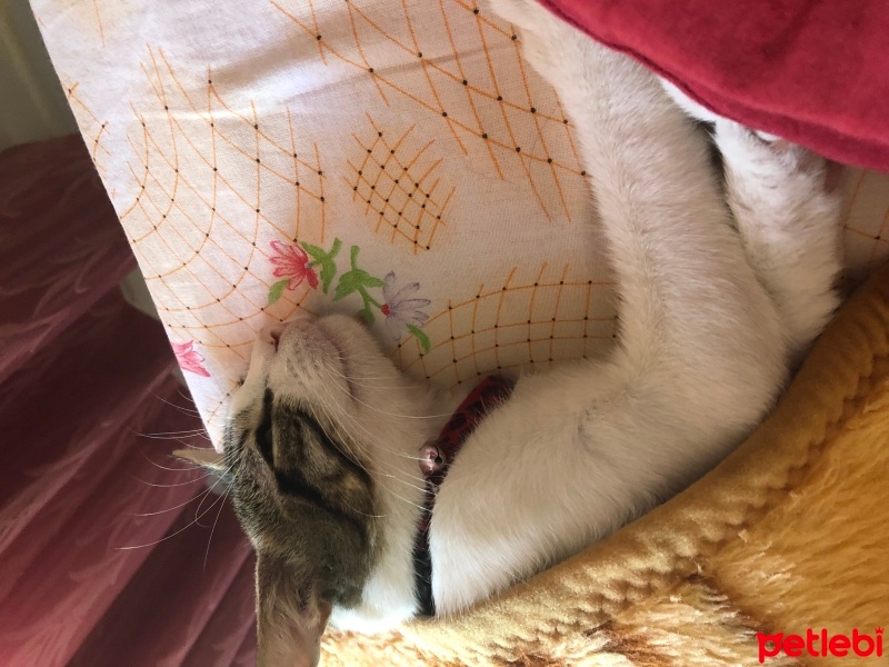 Tekir Kedi, Kedi  Umay doçka fotoğrafı