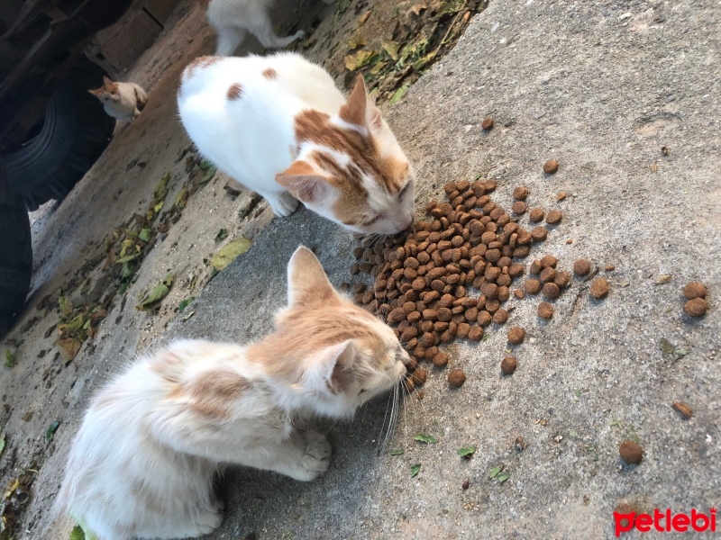 Tekir Kedi, Kedi  Umay doçka fotoğrafı