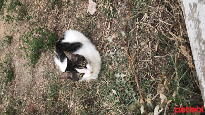 Tekir Kedi, Kedi  Umay doçka fotoğrafı