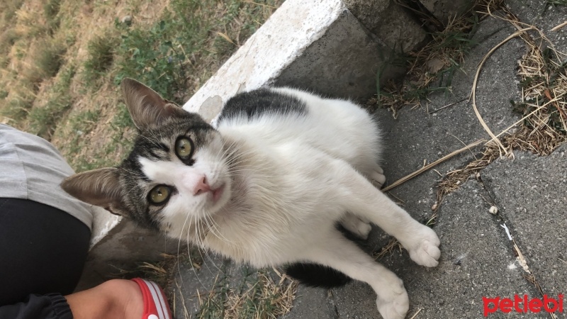 Tekir Kedi, Kedi  Umay doçka fotoğrafı