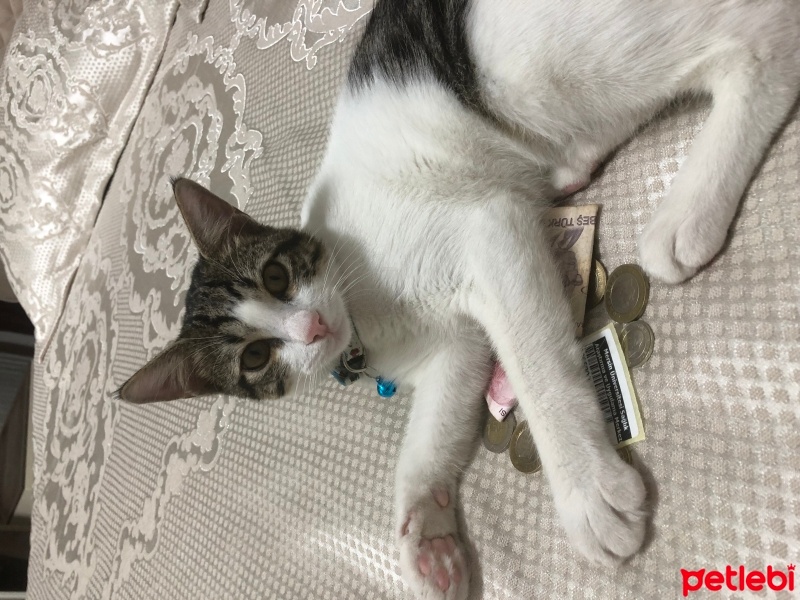 Tekir Kedi, Kedi  Umay doçka fotoğrafı