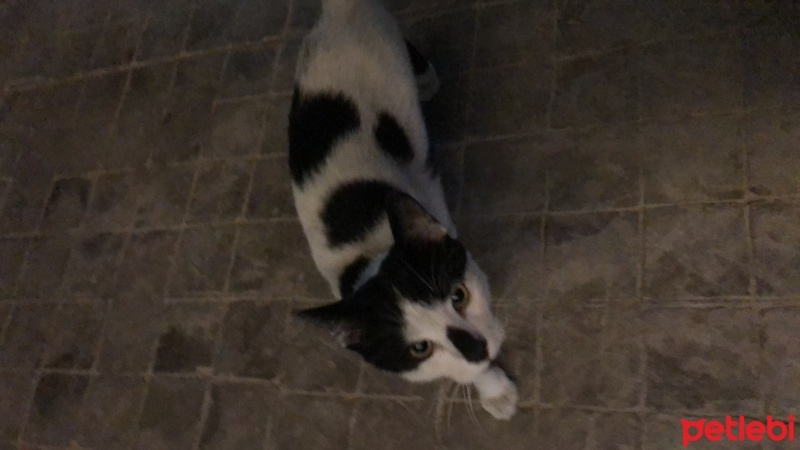 Tekir Kedi, Kedi  Umay doçka fotoğrafı
