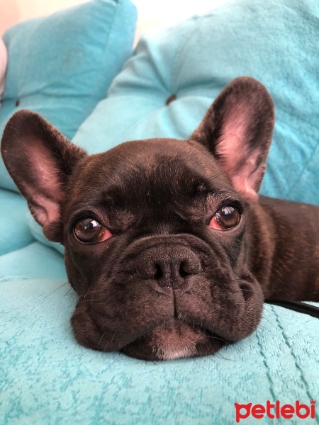 Fransız Bulldog, Köpek  Murphy fotoğrafı