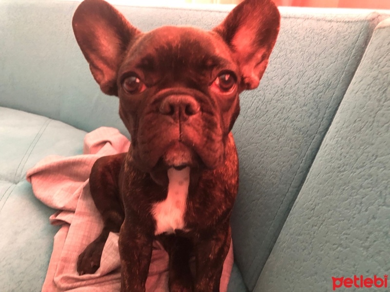 Fransız Bulldog, Köpek  Murphy fotoğrafı