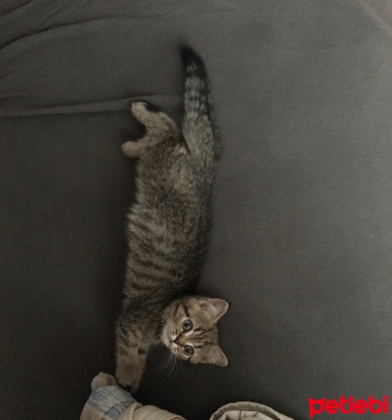 Scottish Fold, Kedi  Mıncır fotoğrafı