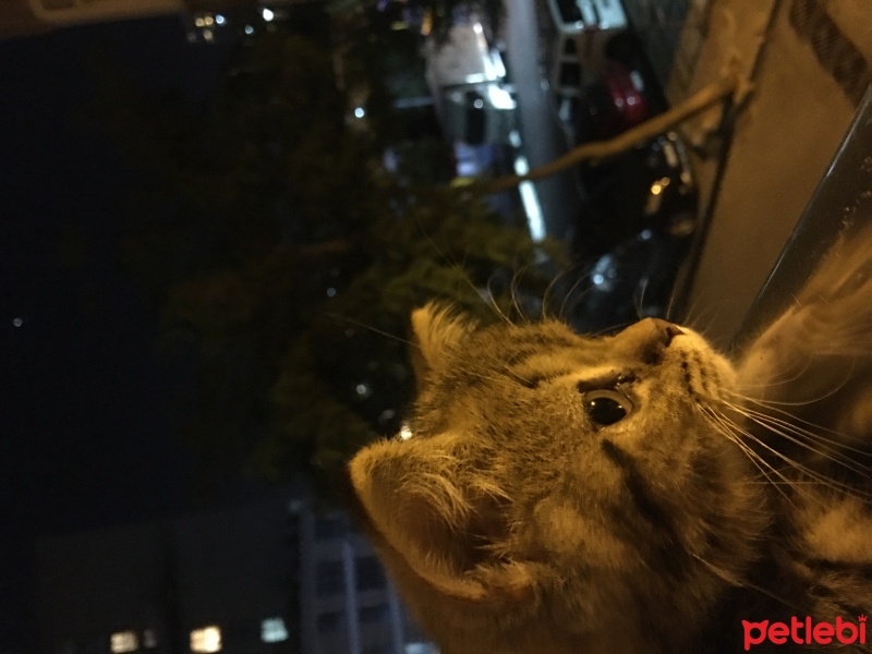 Scottish Fold, Kedi  Mıncır fotoğrafı
