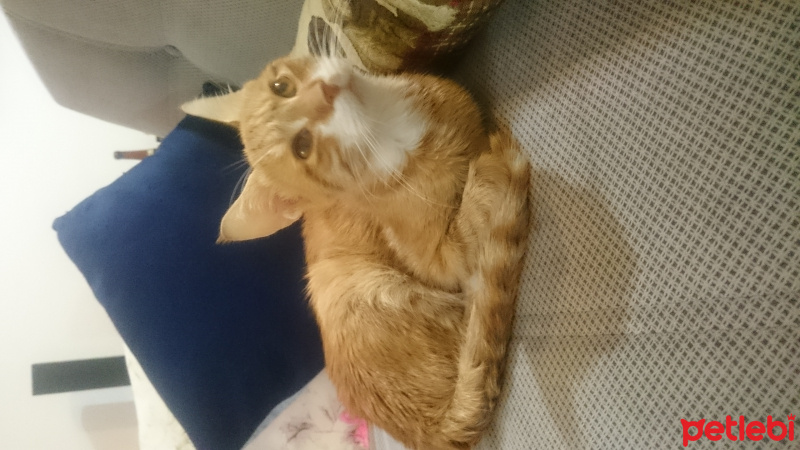 York Chocolate, Kedi  Efe fotoğrafı