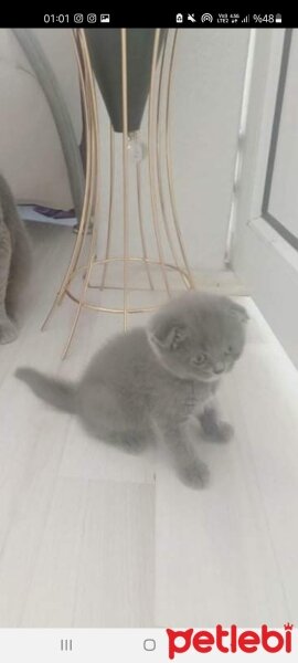 Scottish Fold, Kedi  Oscar fotoğrafı