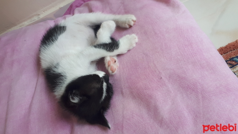 Tuxedo (Smokin) Kedi, Kedi  Tuna fotoğrafı