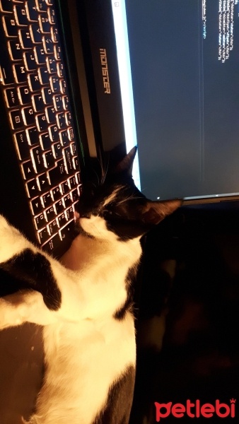 Tuxedo (Smokin) Kedi, Kedi  Tuna fotoğrafı