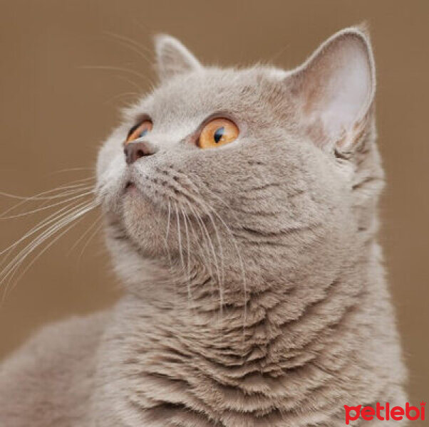 British Shorthair, Kedi  Mia fotoğrafı