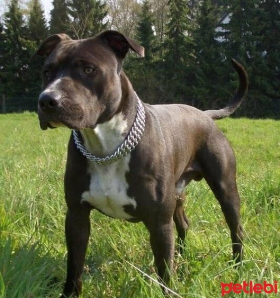 Amerikan Pitbull Terrier, Köpek  Ares fotoğrafı