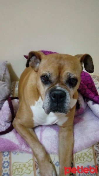 Boxer, Köpek  Roxy fotoğrafı