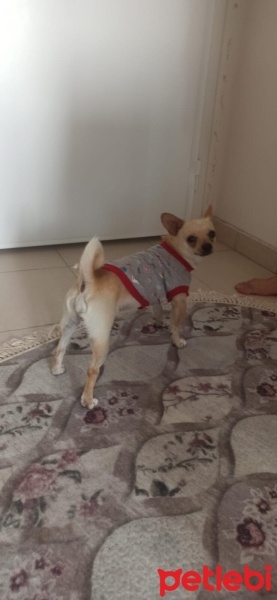 Chihuahua, Köpek  Ody fotoğrafı