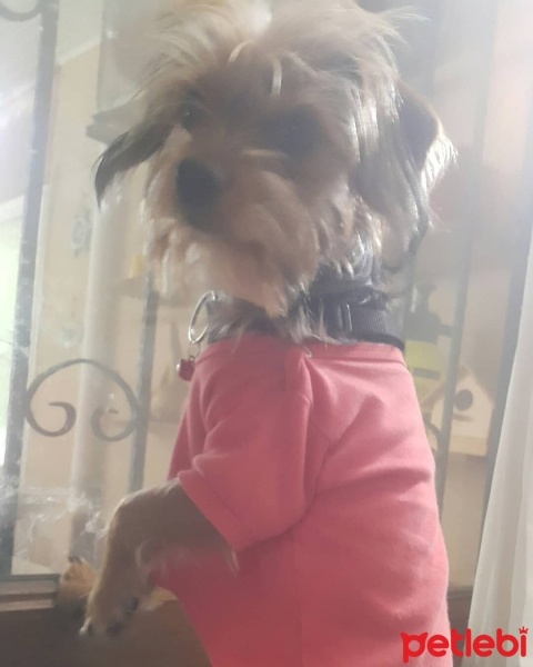 Yorkshire Terrier, Köpek  RIFKI KAYIR fotoğrafı