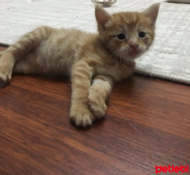 Tekir Kedi, Kedi  Bal fotoğrafı