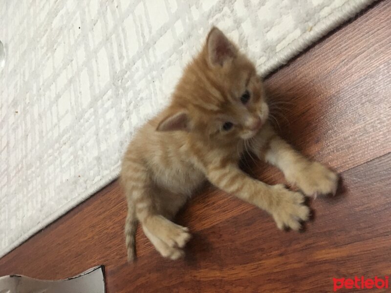 Tekir Kedi, Kedi  Bal fotoğrafı