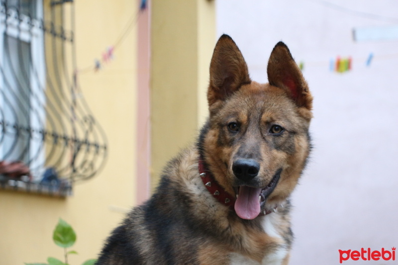 Alman Çoban Köpeği, Köpek  Phoenix fotoğrafı