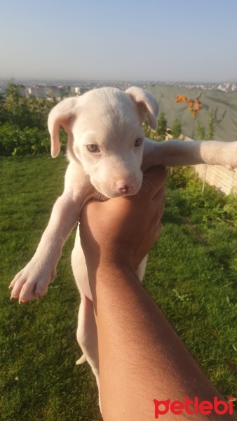 Dogo Arjantin, Köpek  DOGO fotoğrafı
