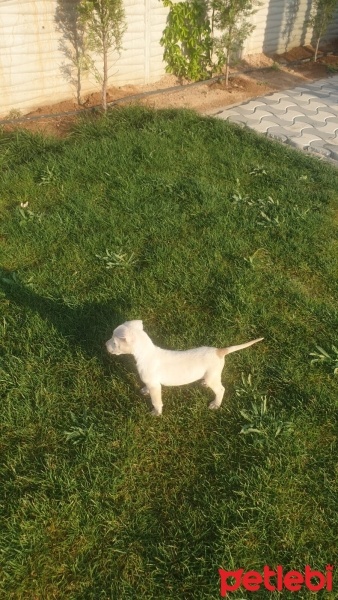 Dogo Arjantin, Köpek  DOGO fotoğrafı
