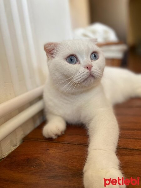 Scottish Fold, Kedi  Eyşan fotoğrafı