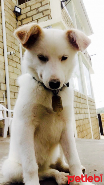 Sokö (Sokak Köpeği), Köpek  beyaz fotoğrafı