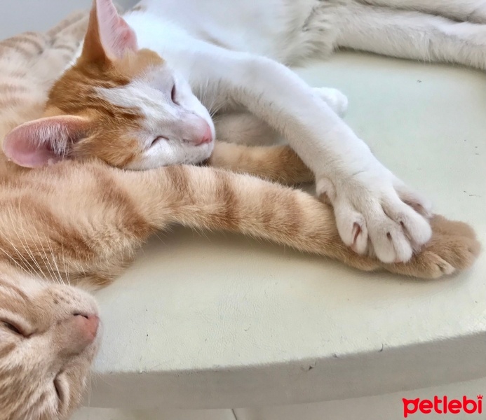 Tekir Kedi, Kedi  Sütlü fotoğrafı