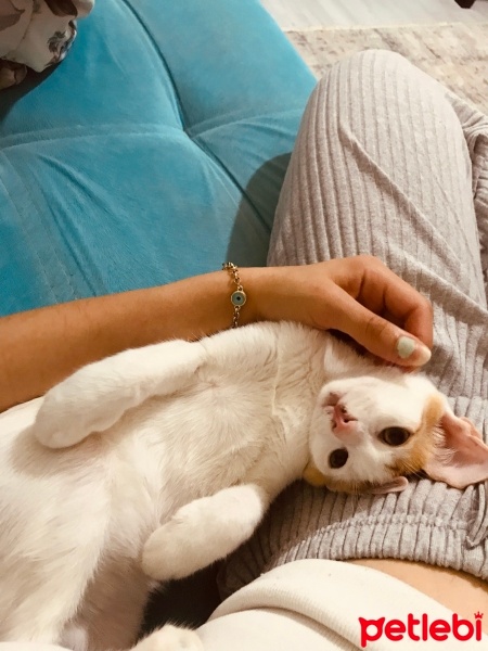 Tekir Kedi, Kedi  Sütlü fotoğrafı
