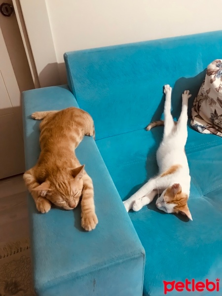 Tekir Kedi, Kedi  Sütlü fotoğrafı